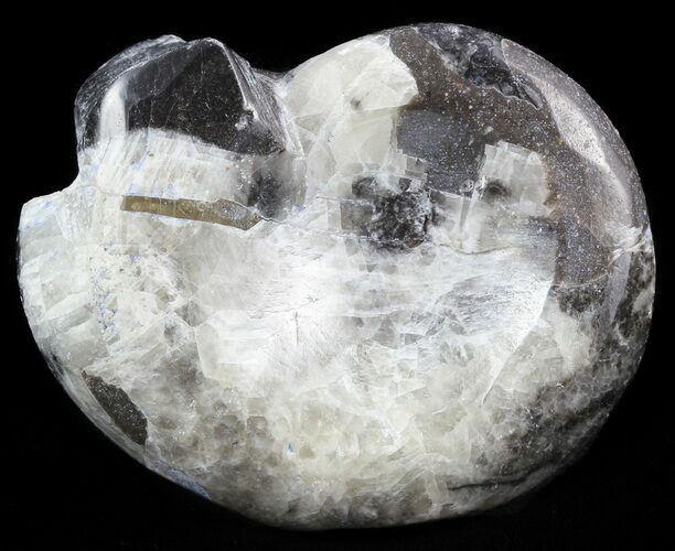 Wide Polished Goniatite From Morocco #50328